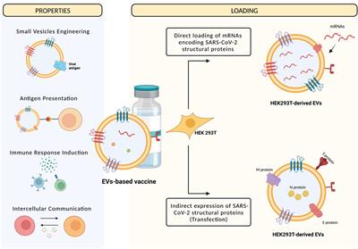 SARS-CoV-2 and extracellular vesicles: An intricate interplay in pathogenesis, diagnosis and treatment